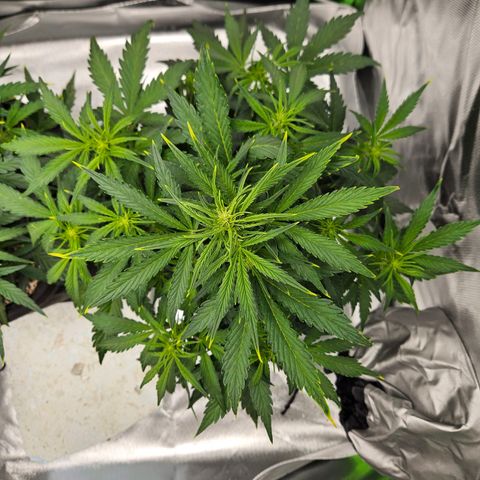 Lauterbud growlog timeline photo