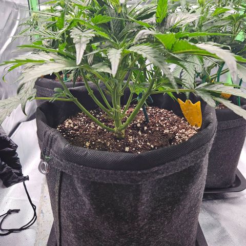 Kretschmer Kush growlog timeline photo