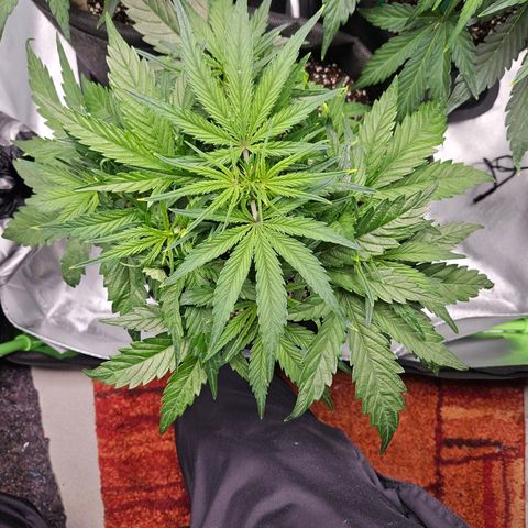 Kretschmer Kush growlog timeline photo