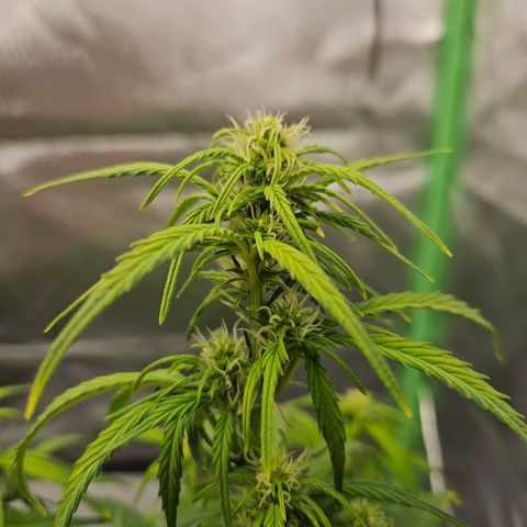 Lauterbud growlog timeline photo