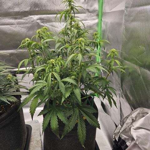 Lauterbud growlog timeline photo