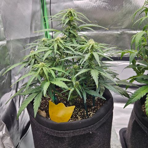 Wurth Widow growlog timeline photo