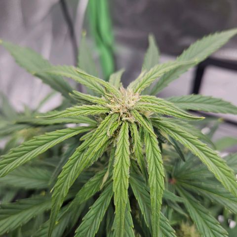 Wurth Widow growlog timeline photo