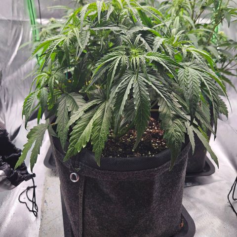 Kretschmer Kush growlog timeline photo