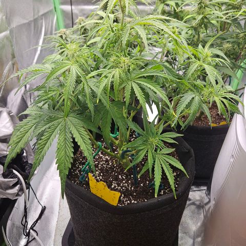 Kretschmer Kush growlog timeline photo