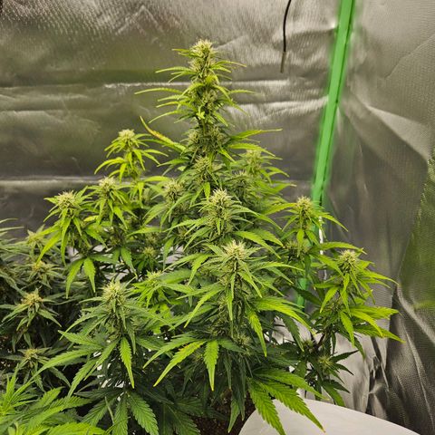 Lauterbud growlog timeline photo