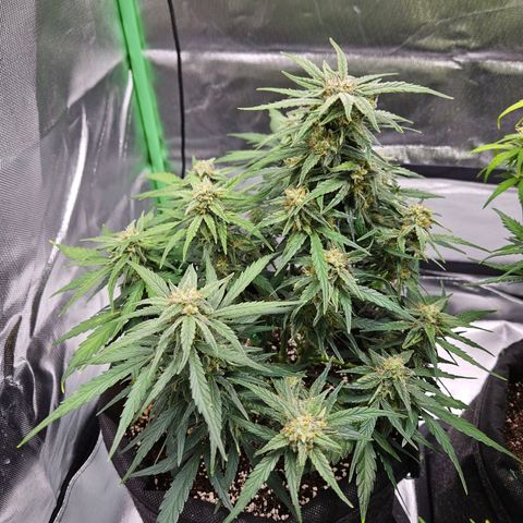 Wurth Widow growlog timeline photo