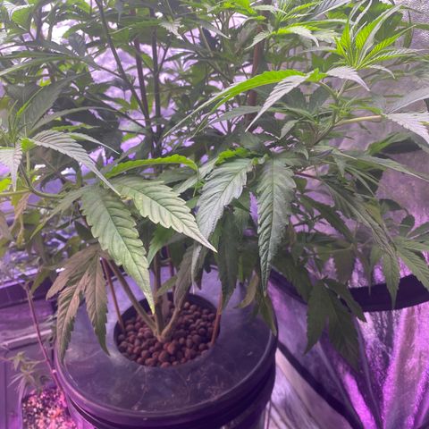 Pink runtz growlog timeline photo