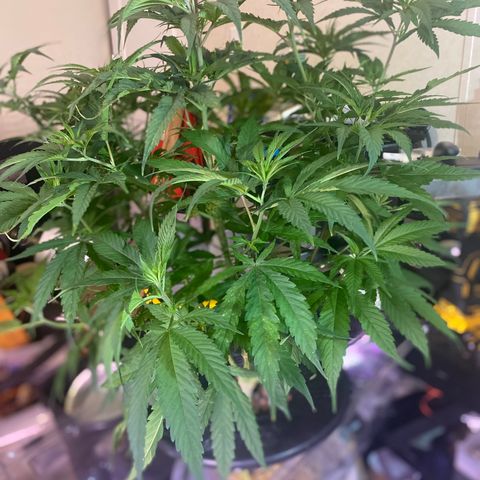 Pink runtz growlog timeline photo