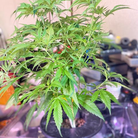 Pink runtz growlog timeline photo