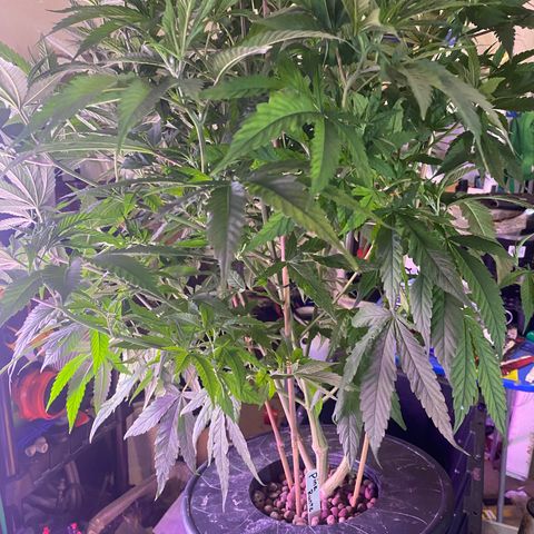 Pink runtz growlog timeline photo