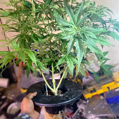 Pink runtz growlog timeline photo