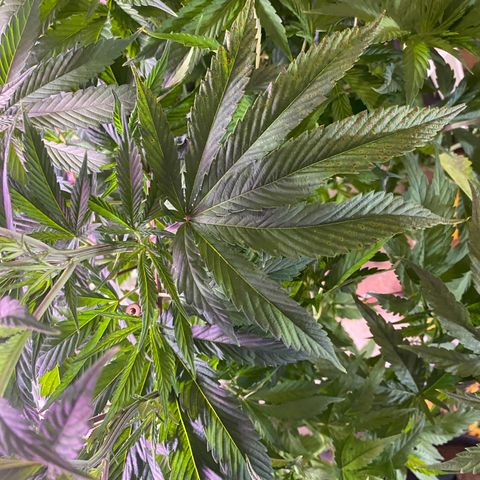 Pink runtz growlog timeline photo