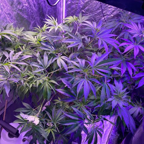 Pink runtz growlog photo: Low stress training (spread)