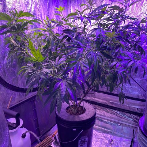 Pink runtz growlog timeline photo