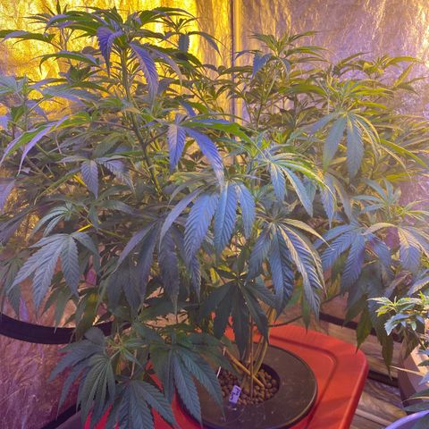 Pink runtz growlog photo:  5gal to 18 gal 