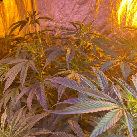 Pink runtz growlog photo: Week 2
