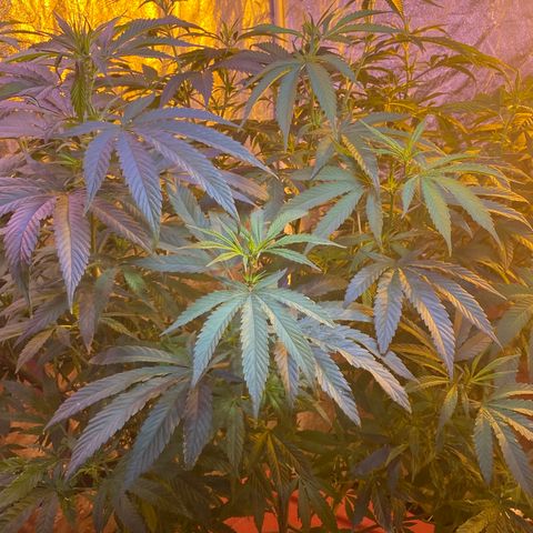 Pink runtz growlog photo: Week 2