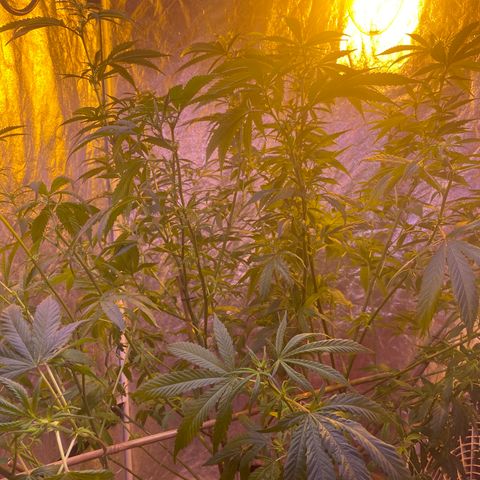 Pink runtz growlog photo: Defoliation and spread