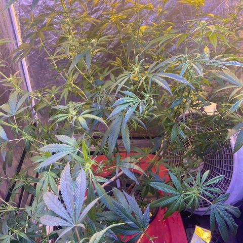 Pink runtz growlog photo: Defoliation and spread