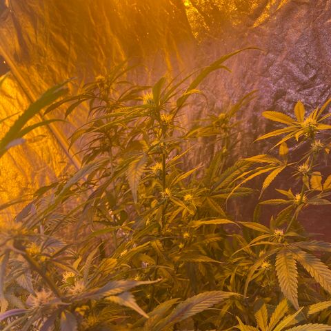 Pink runtz growlog photo: Hermie smh but controlled pods plucked