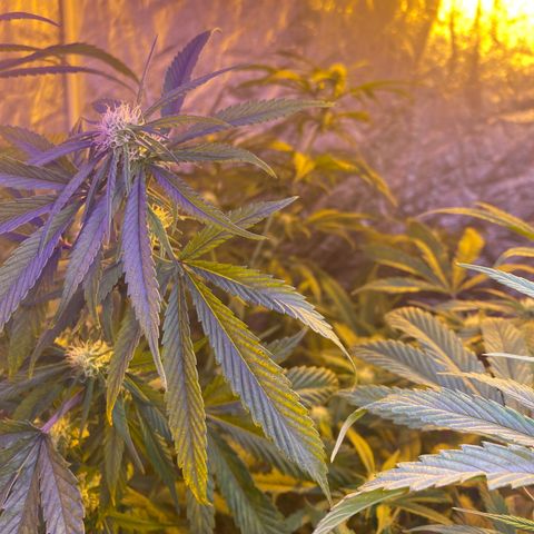 Pink runtz growlog photo: Hermie smh but controlled pods plucked
