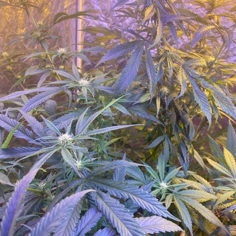 Pink runtz growlog photo: Hermie smh but controlled pods plucked