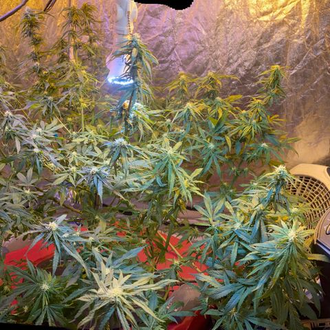 Pink runtz growlog timeline photo