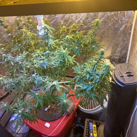 Pink runtz growlog timeline photo