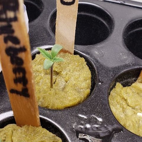 BC Mango growlog timeline photo