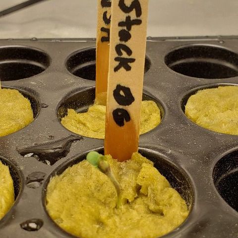 Robert Stack OG growlog timeline photo