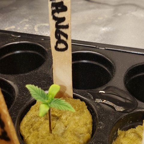 BC Mango growlog timeline photo