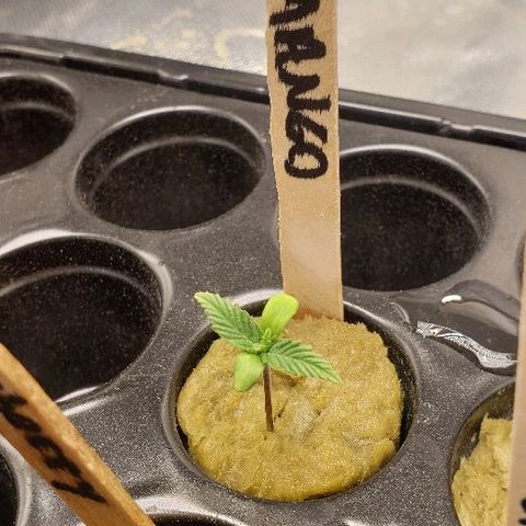 BC Mango growlog photo: Looking healthy