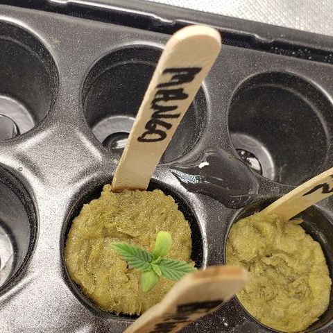 BC Mango growlog photo: Looking healthy