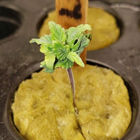 Blueberry growlog timeline photo