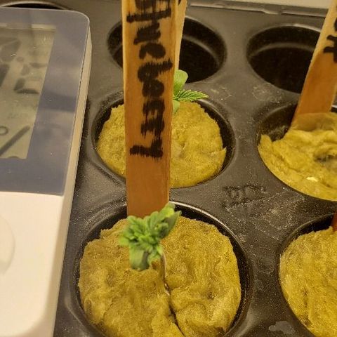 Blueberry growlog timeline photo