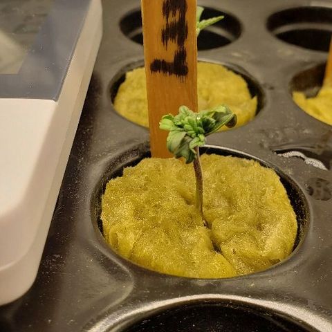 Blueberry growlog timeline photo