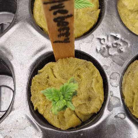 Blueberry growlog timeline photo