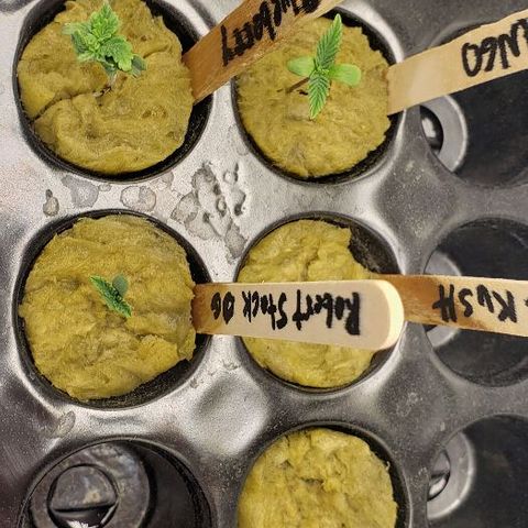 Blueberry growlog timeline photo