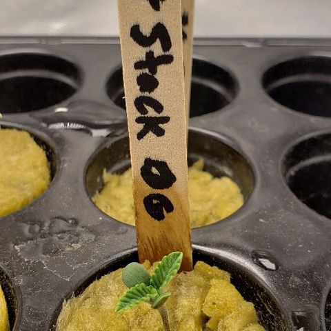 Robert Stack OG growlog timeline photo