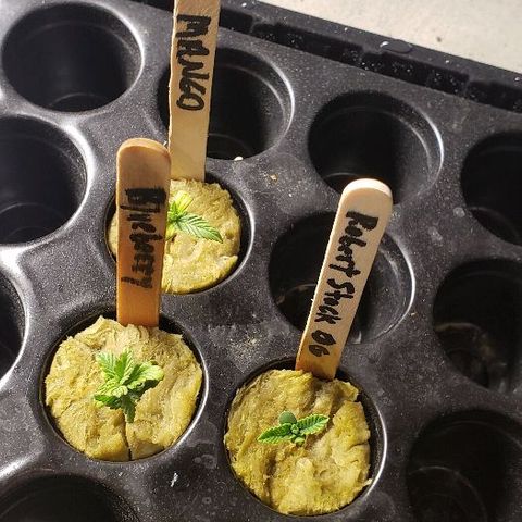 Robert Stack OG growlog timeline photo