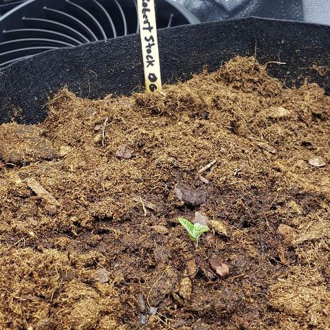 Robert Stack OG growlog timeline photo