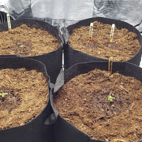 OG Kush growlog timeline photo