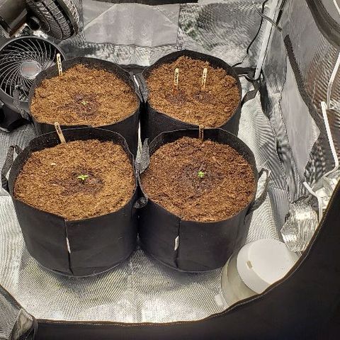 OG Kush growlog timeline photo