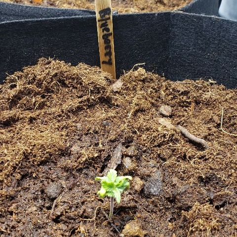Blueberry growlog timeline photo