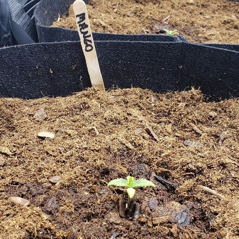 BC Mango growlog timeline photo