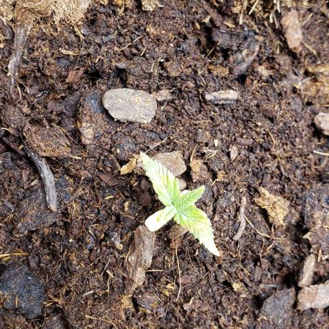 BC Mango growlog timeline photo