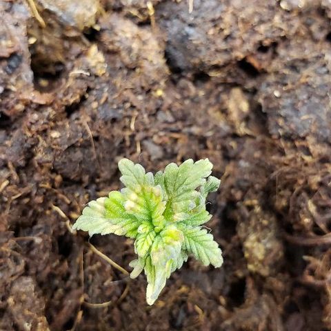 Blueberry growlog timeline photo