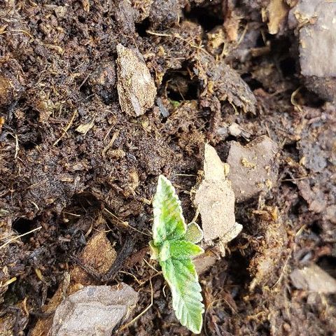 Robert Stack OG growlog timeline photo