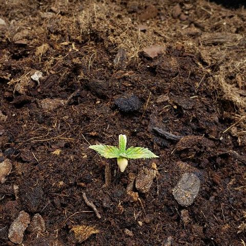 BC Mango growlog timeline photo